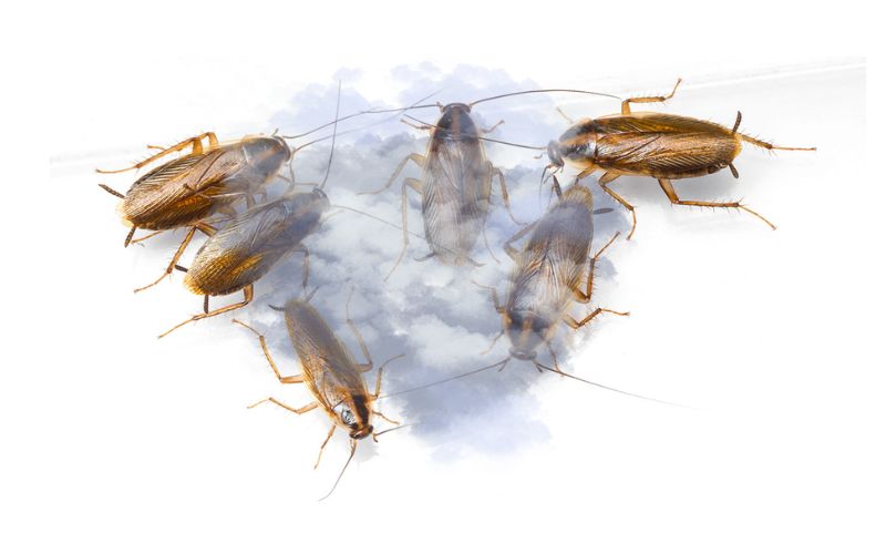 Do Roach Bombs Work? The Cockroach Guide