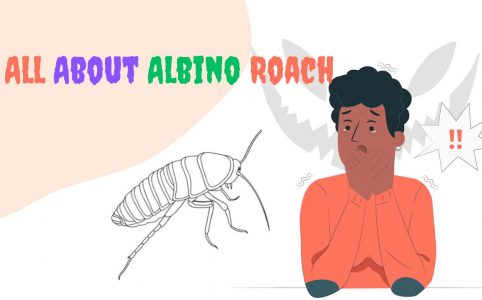 albino roach