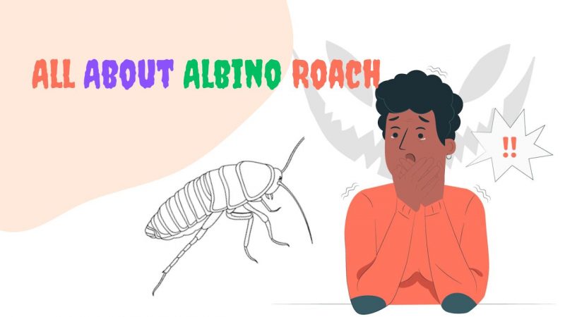 albino roach