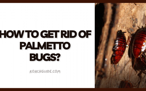 Palmetto Bugs