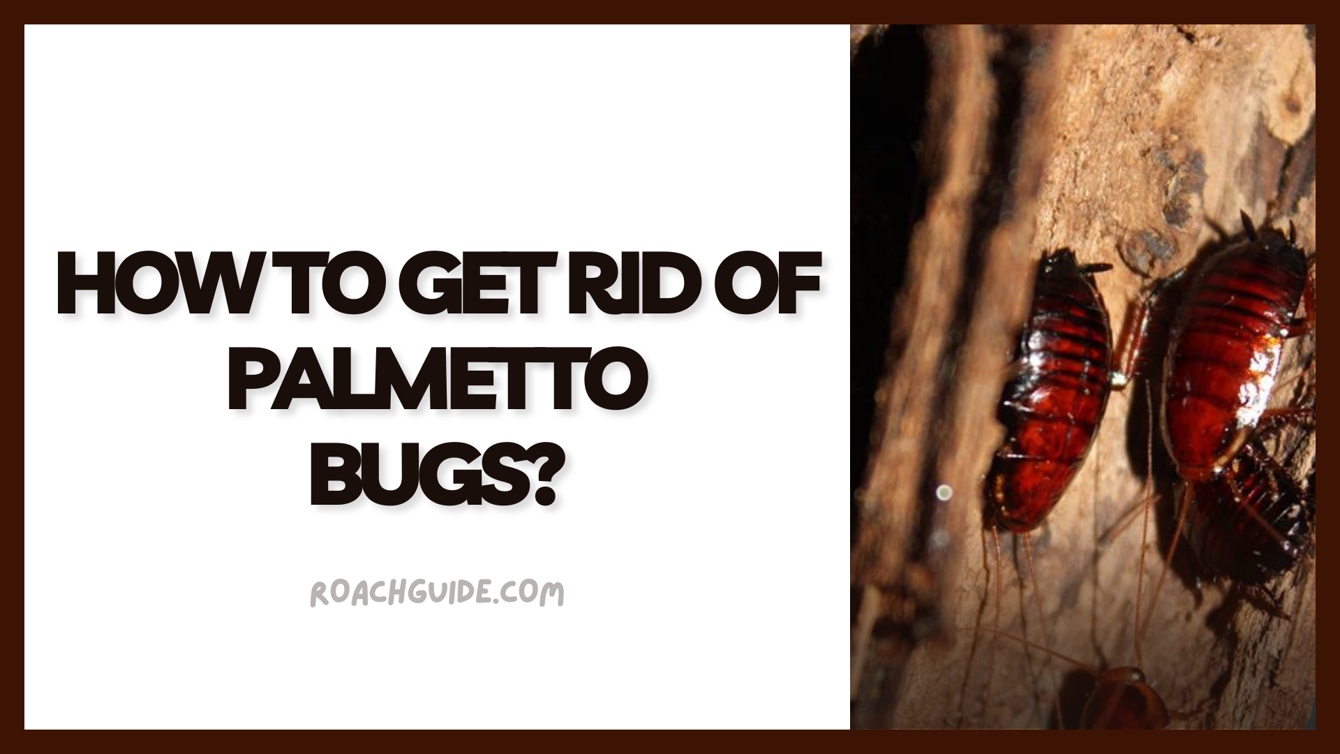 how-to-get-rid-of-palmetto-bugs-5-excellent-tips-the-cockroach-guide